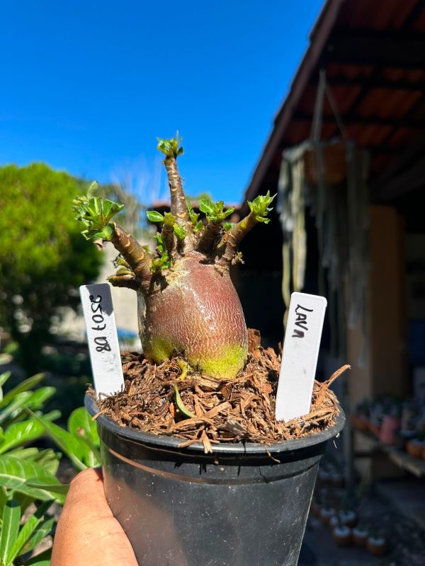 Arabicum Lava F3