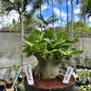 2707 07 Arabicum Triceratops F3