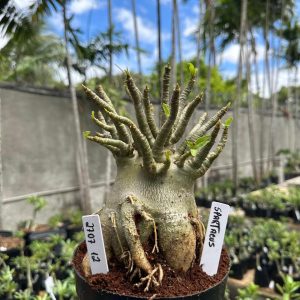 2707 12 Arabicum Spartacus F3