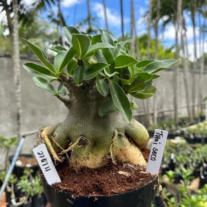 2707 11 Arabicum Thai soco F3