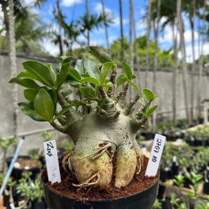 2707 01 Arabicum Zeus F3