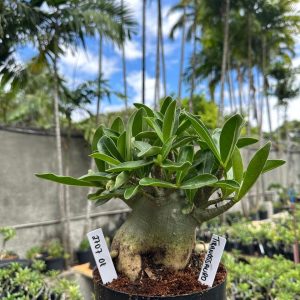 2707 01 Arabicum Tiranossauro F3