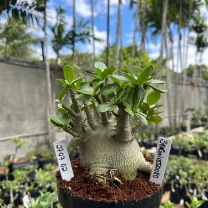2707 02 Arabicum Braquiossauro F3