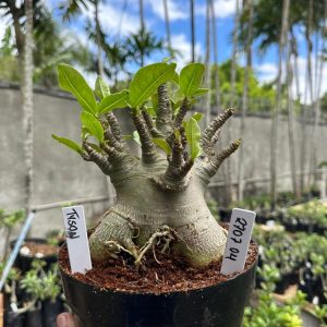 2707 04 Arabicum Tyson F3