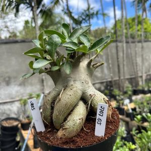 2707 05 Arabicum Urus F3