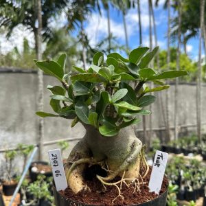 2707 06 Arabicum Tank F3
