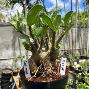 2707 09 Arabicum Godji Champ F3