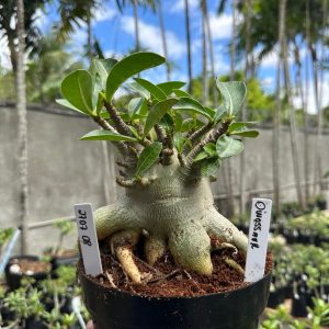2707 08 Arabicum Dinossaur F3