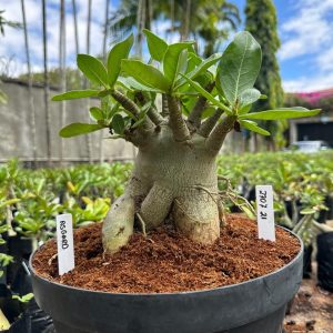 2707 21 Arabicum Asgard - Adulta