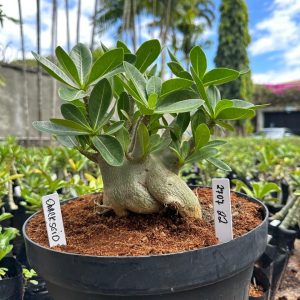 2707 22 Arabicum Darckseid - Adulta
