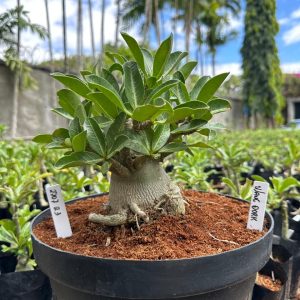 2707 23 Arabicum Wang Dark - Adulta