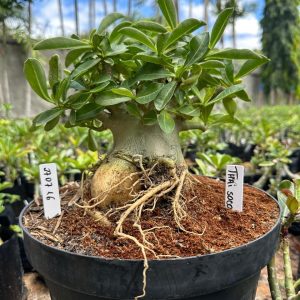 2707 16 Arabicum Thai soco - Adulta