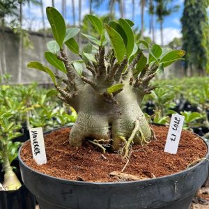 2707 17 Arabicum Maverick - Adulta