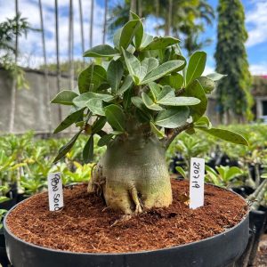 2707 19 Arabicum PBN soco - Adulta