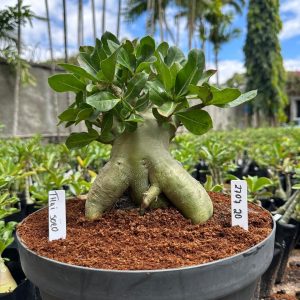 2707 20 Arabicum Thai soco - Adulta