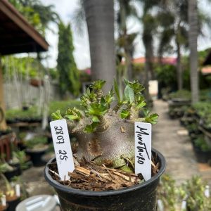 2807 25 Arabicum Minotauro F3