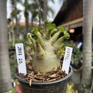 2807 23 Arabicum Eiffel F3