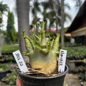 2807 22 Arabicum Maverick F3