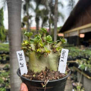 2807 24 Arabicum Oniyx F3