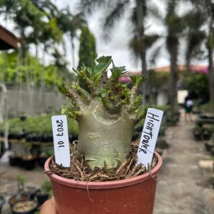 2807 01 Arabicum HighTower F3