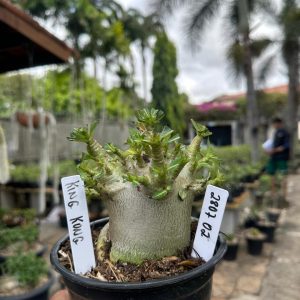 2807 02 Arabicum King Kong F3