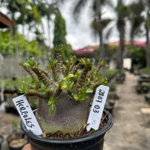 2807 03 Arabicum Hércules F3