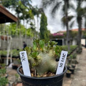 2807 04 Arabicum Hulk F3