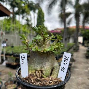 2807 05 Arabicum Zeus F3