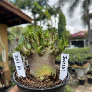 2807 06 Arabicum Jurassic F3
