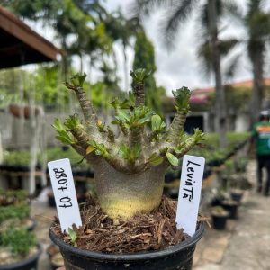2807 07 Arabicum Leviatã F3
