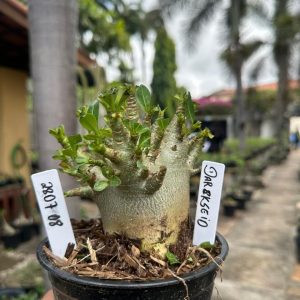 2807 08 Arabicum Darckseid F3