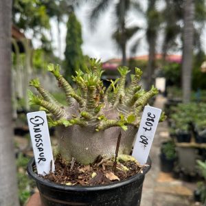 2807 09 Arabicum Red Dinosaur F3