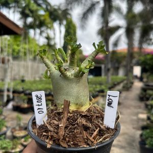 2807 10 Arabicum Low F3