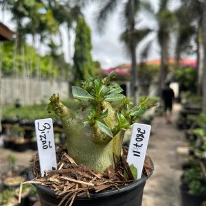 2807 11 Arabicum Bizão F3