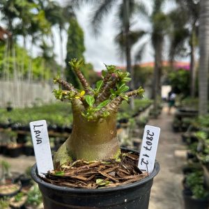 2807 12 Arabicum Lava F3