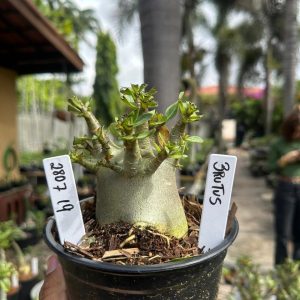 2807 19 Arabicum Brutus F3