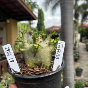 2807 18 Arabicum Torpedo F3