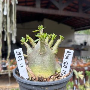 2807 17 Arabicum Nom Sod DD F3