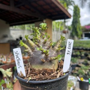 2807 16 Arabicum Spartacus F3