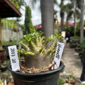 2807 20 Arabicum Mammoth F3
