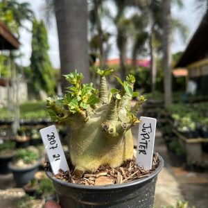 2807 21 Arabicum Júpiter F3