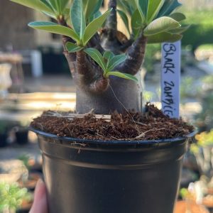2807 280 Arabicum Black Zombie F3