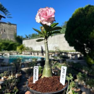 2807 111 Rosa do Deserto Carnation