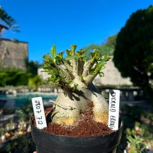 2807 72 Arabicum Emerald Crown F3