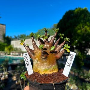 2807 73 Arabicum Godzilla F3