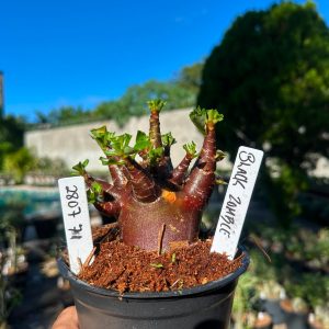 2807 71 Arabicum Black Zombie F3