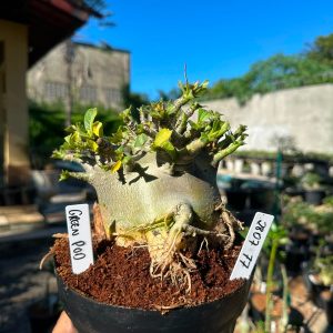 2807 77 Arabicum Green Pod F3