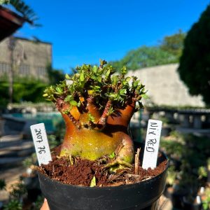 2807 76 Arabicum Nix Red F3