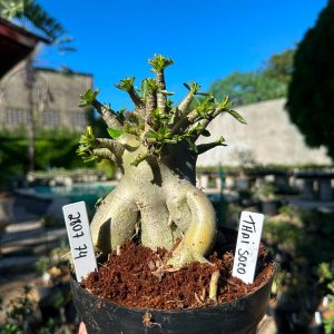 2807 74 Arabicum Thai soco F3