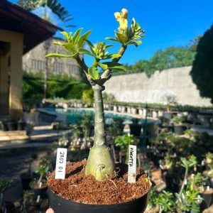 2807 01 Big Caudex Floratta